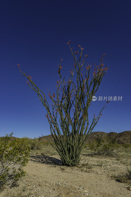 Fouquieria splendens, ocotillo，也被称为马鞭，蜡烛木，slimwood，沙漠珊瑚，Jacob's staff, Jacob cactus，和藤本仙人掌是一种原产于美国西南部索诺拉沙漠和奇瓦瓦沙漠的植物。禅师